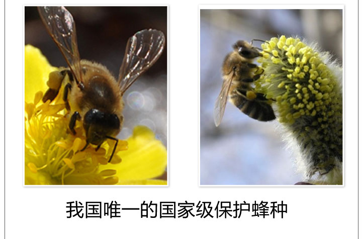 东北黑蜂椴树雪蜜8瓶特惠组 白色